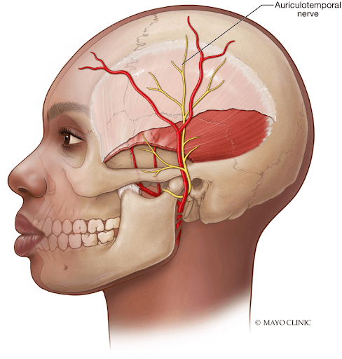 Anatomical illustration for Auriculotemporal Nerve Block