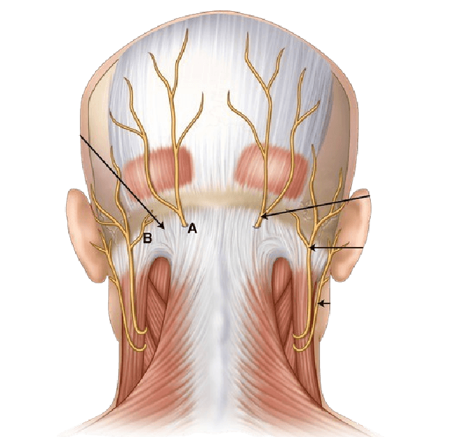 Anatomical illustration for Occipital Nerve Block